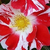 Wit - rood - Floribunda roos - Boccacio